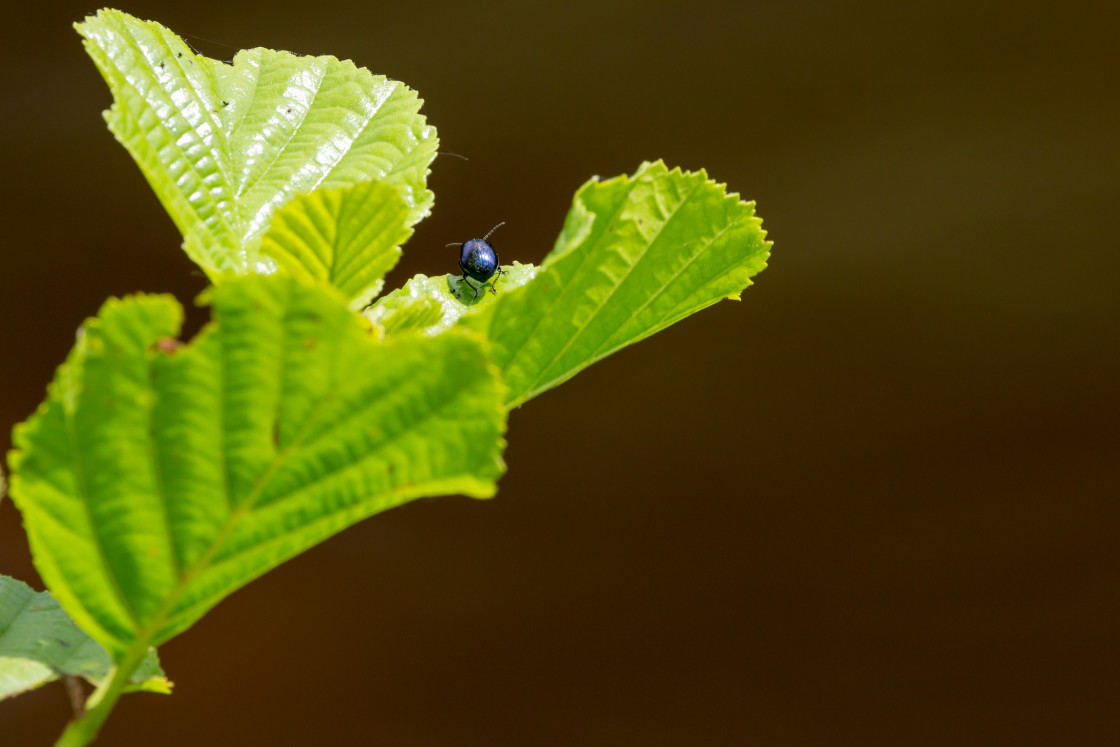 "Alder Leaf Beetle" by Gordon England - $12.70 "Alder Leaf Beetle" stock image