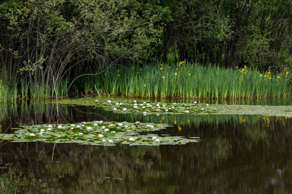 "Waterlily and Yellow Iris" by Gordon England - $12.69 "Waterlily and Yellow Iris" stock image