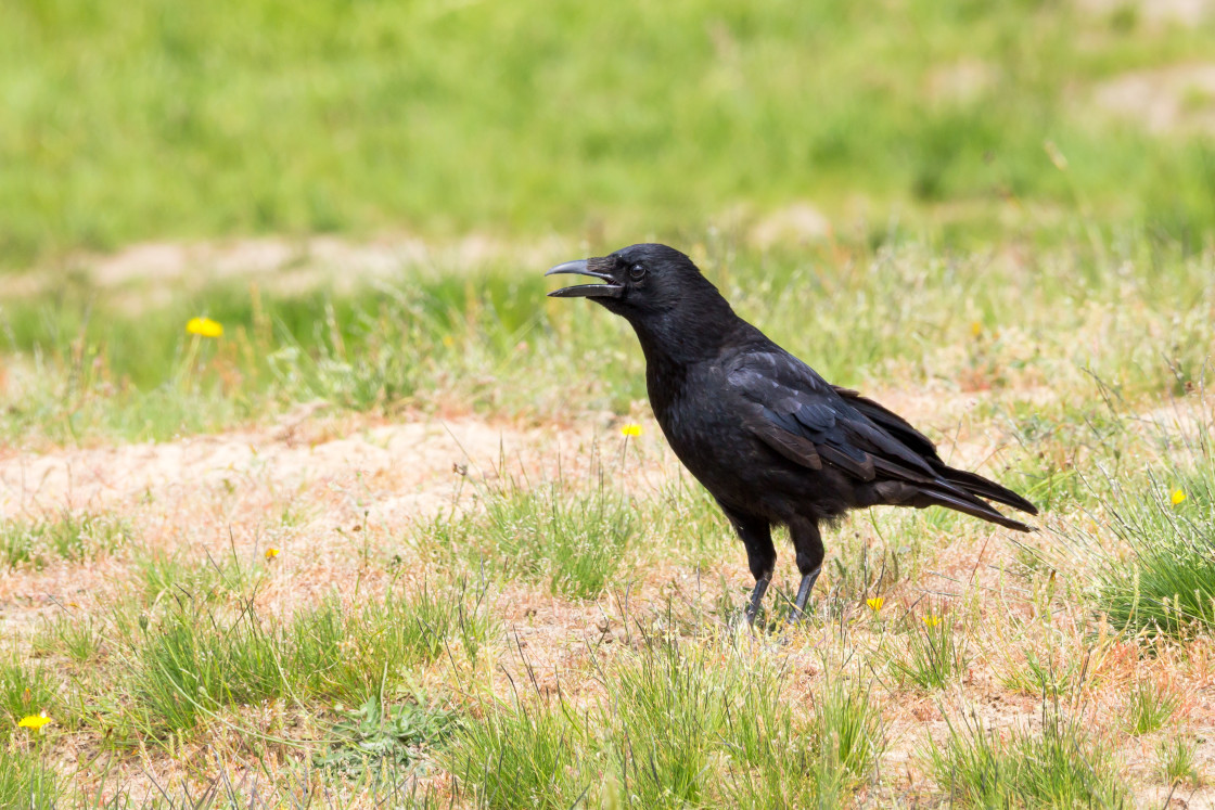 "Carrion Crow" stock image