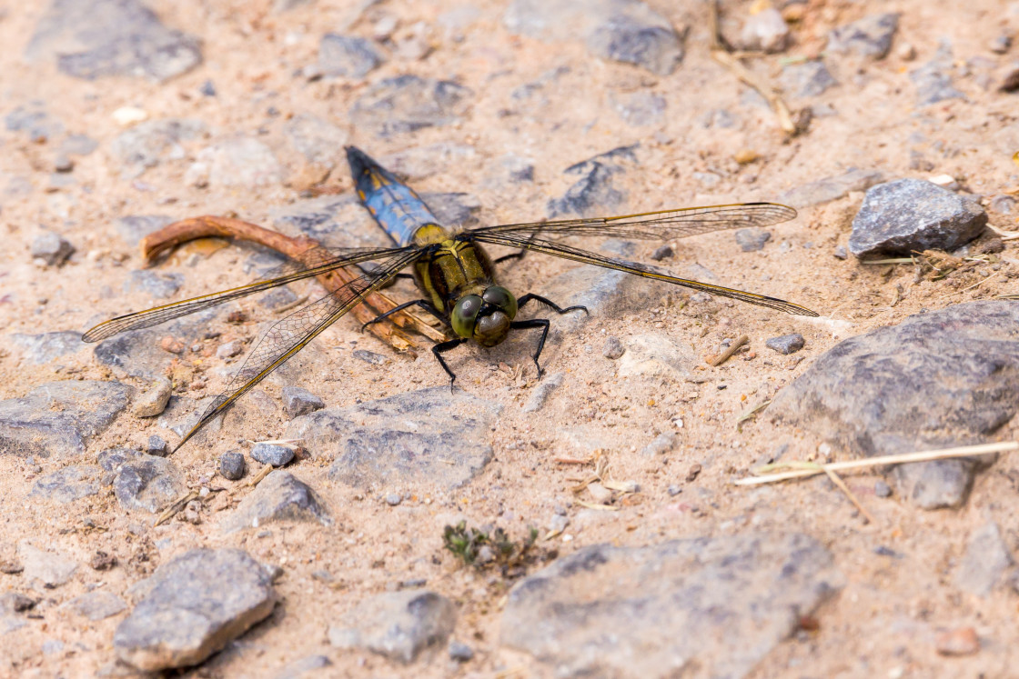 "Black-tailed Skimmer" stock image