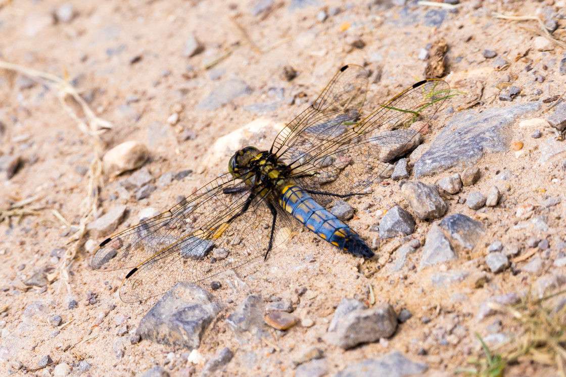 "Black-tailed Skimmer" stock image