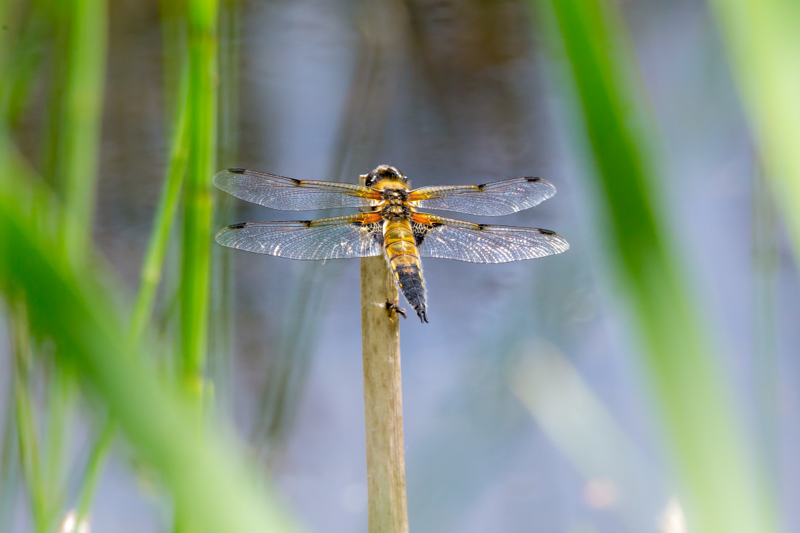 "Four-spotted Chaser Dragonfly" stock image