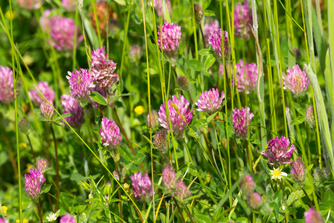 "Red Clover Flowers" stock image