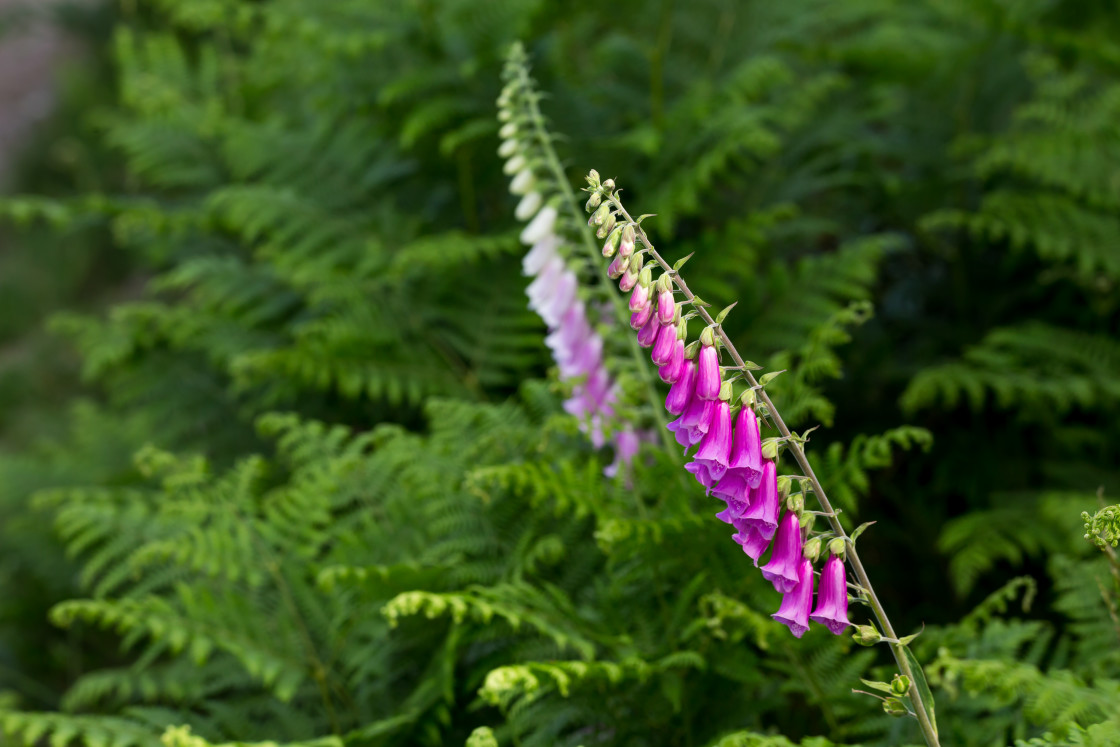 "Foxglove" stock image