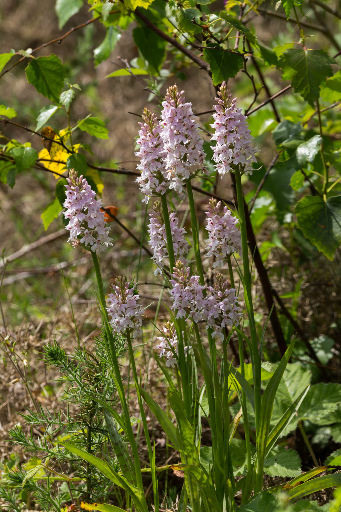 "Common Spotted Orchid" stock image