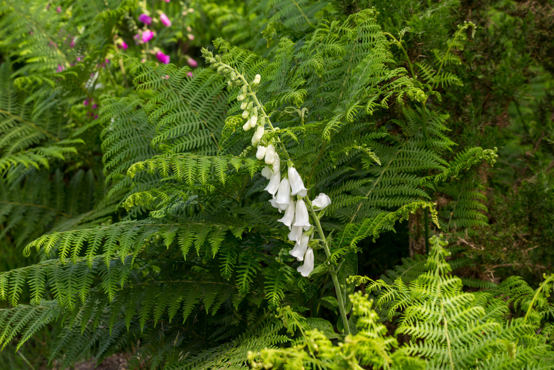 "White Foxglove" stock image