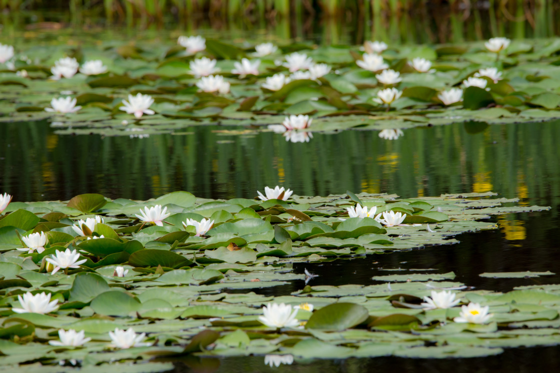 "Water Lily" by Gordon England - $12.55 "Water Lily" stock image