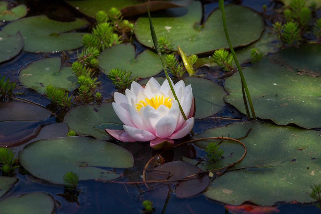 "Water Lily" by Gordon England - $12.62 "Water Lily" stock image