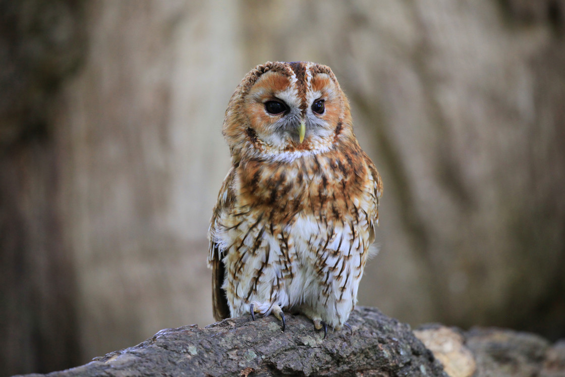 "A beautiful Tawny Owl" stock image