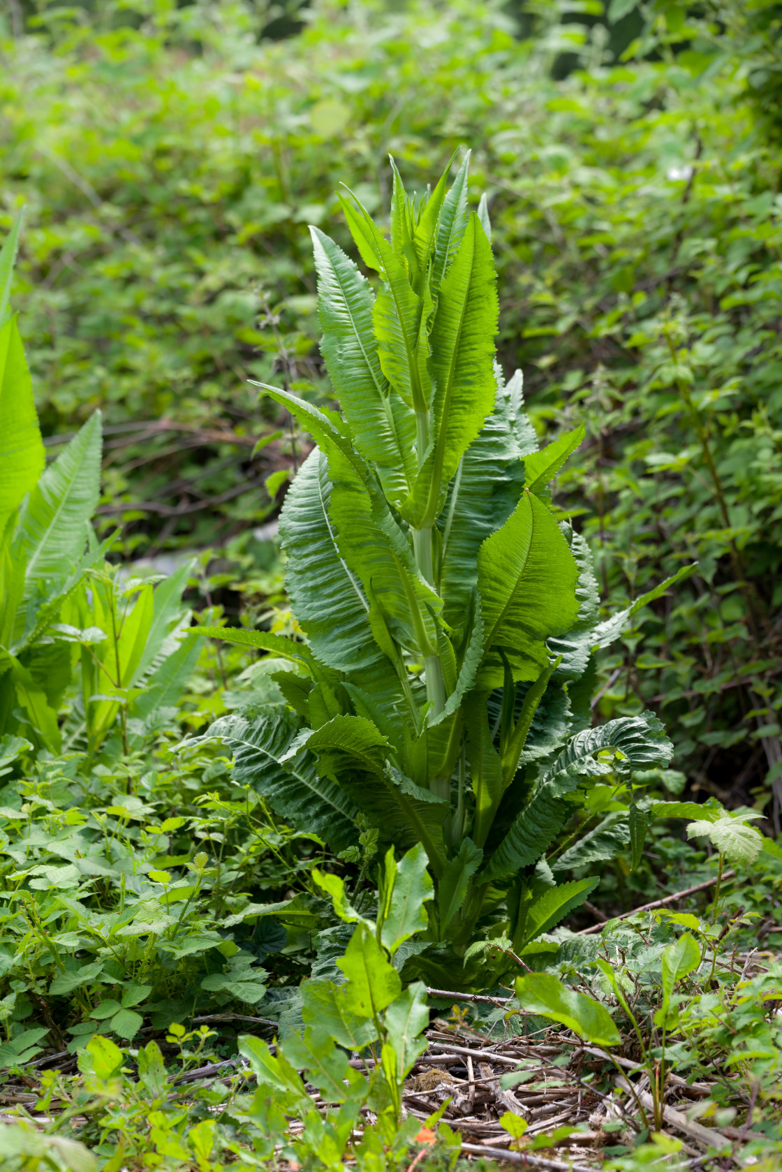 "Wild Teasel Plant" stock image