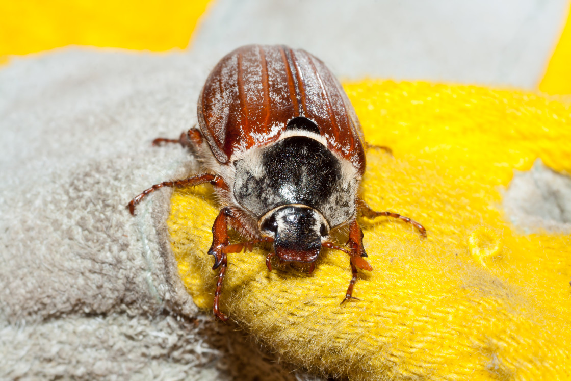 "Maybug" stock image