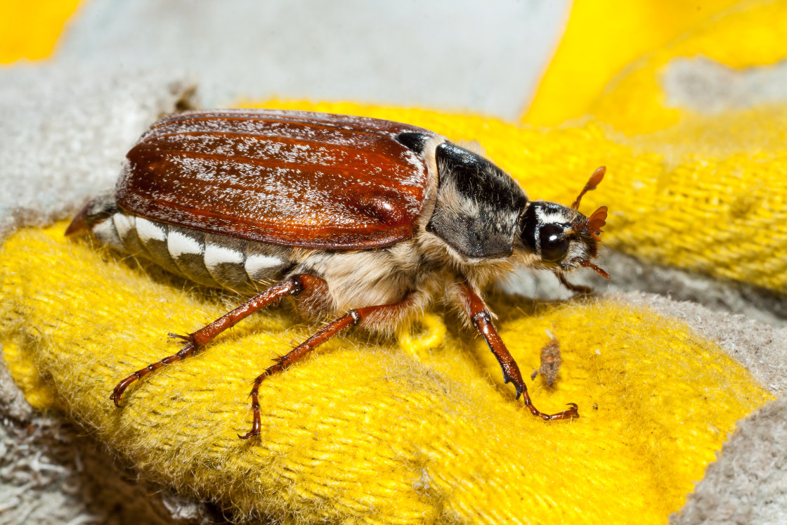 "Cockchafer" stock image