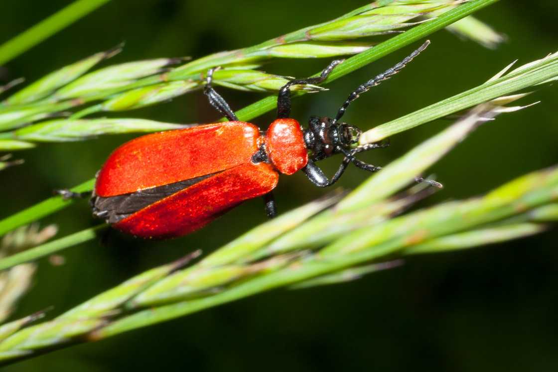 "Black-headed Cardinal Beetle" stock image