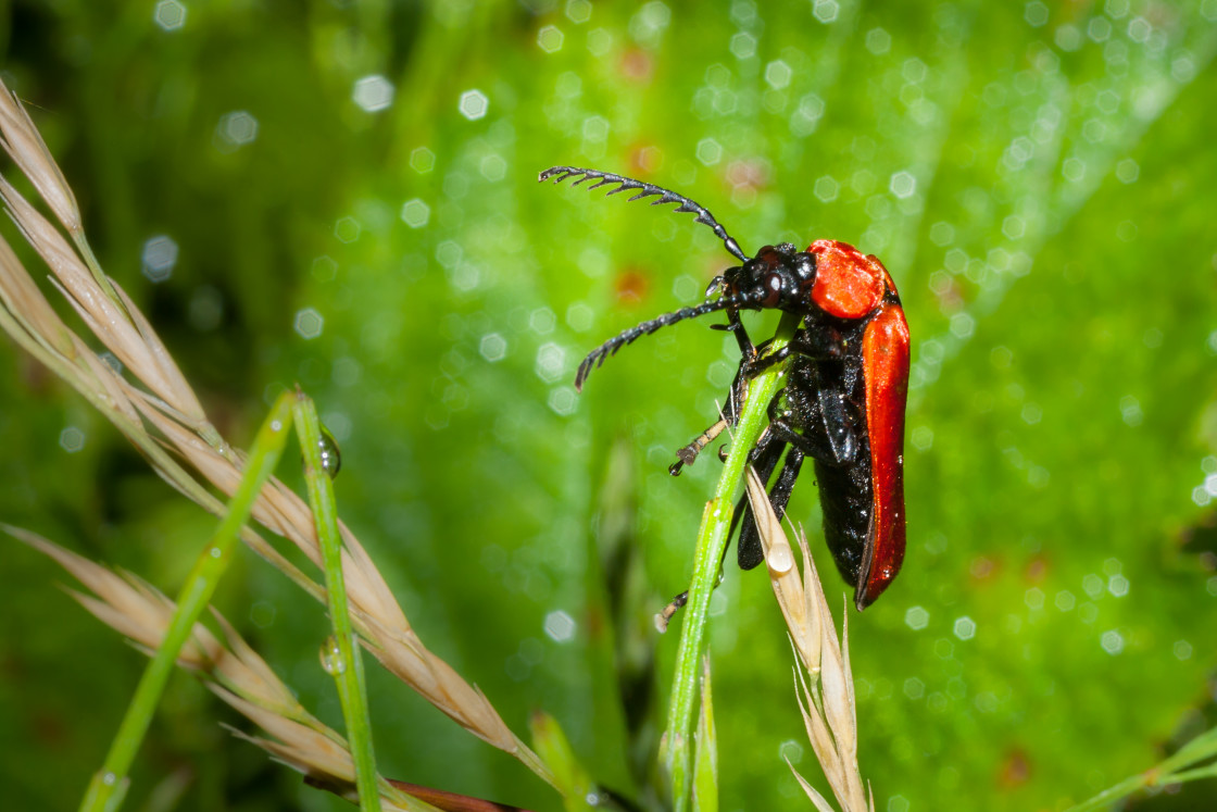 "Black-headed Cardinal Beetle" stock image