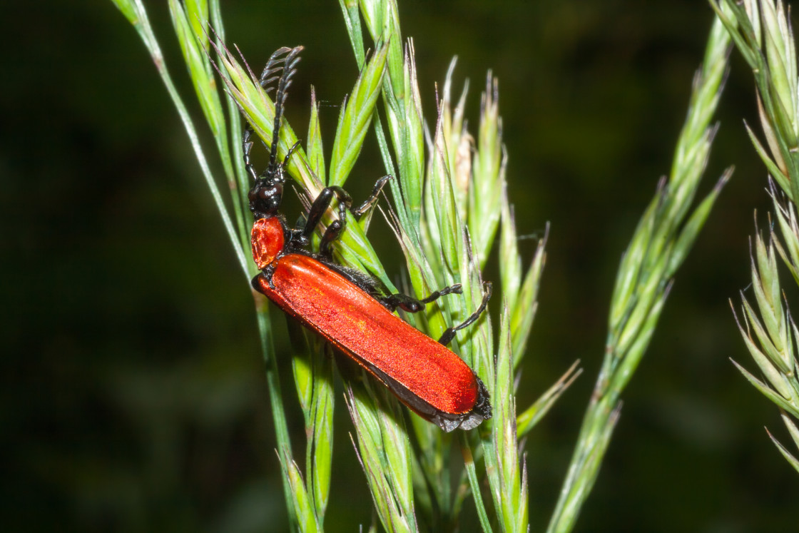 "Black-headed Cardinal Beetle" stock image