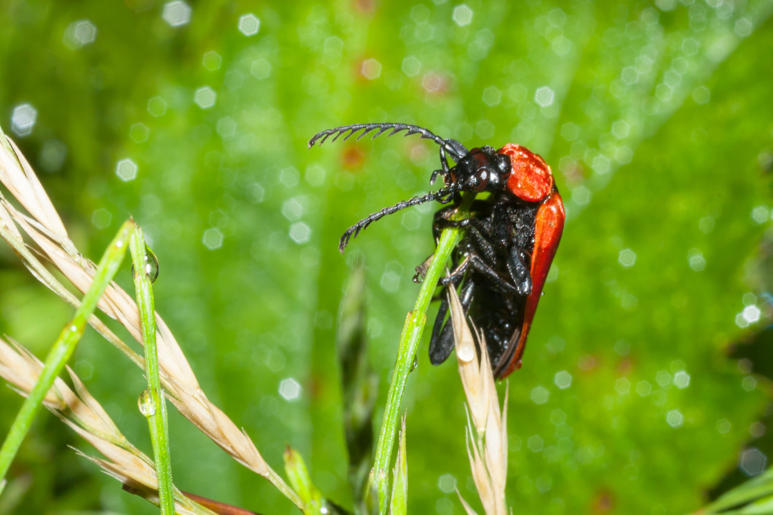 "Black-headed Cardinal Beetle" stock image