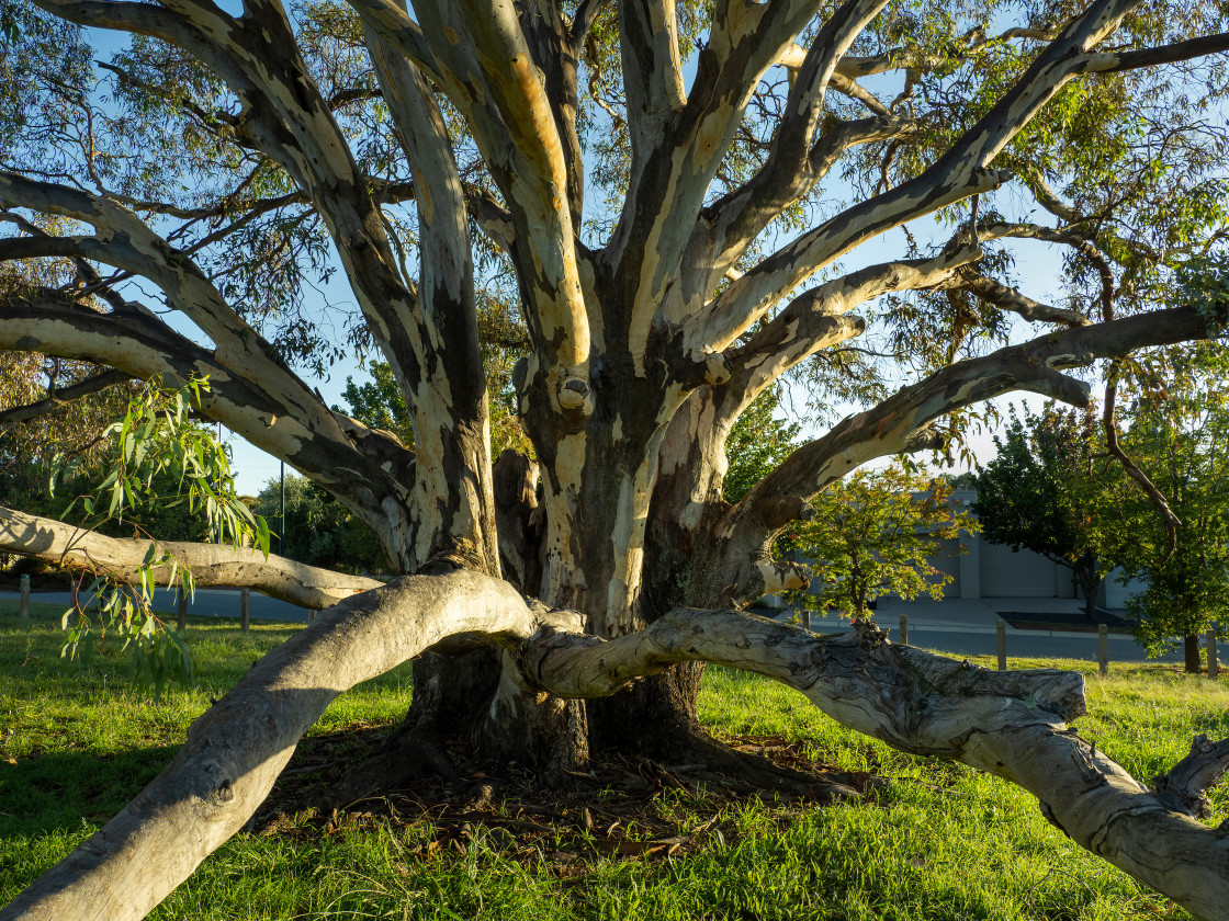 "Eucalyptus blakelyi" stock image