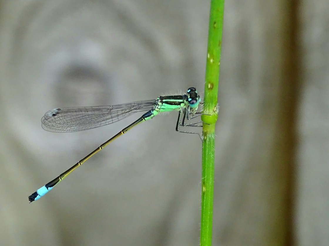 "Blue-tailed Damselfly #1" stock image