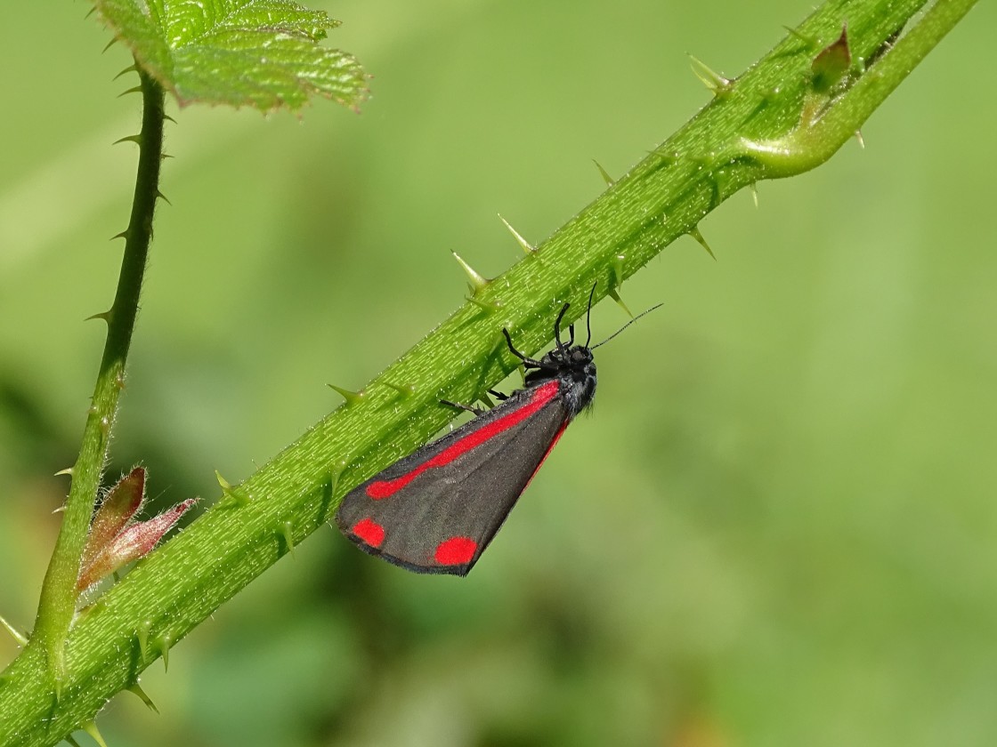 "Cinnabar Moth on Blackberry stalk" stock image