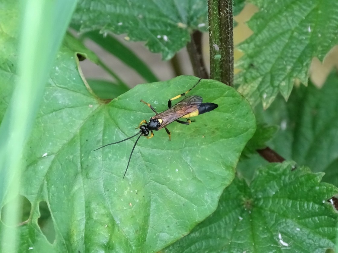 "Beautiful Wasp" stock image