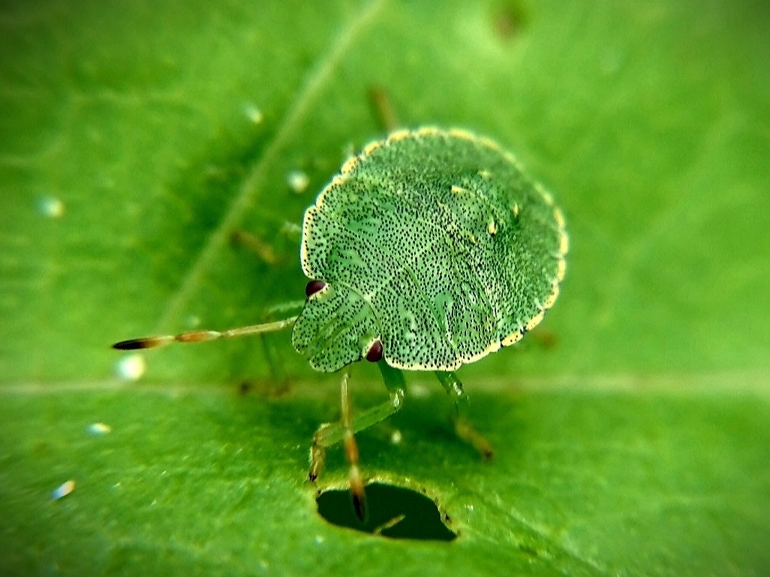 "Camouflage" stock image