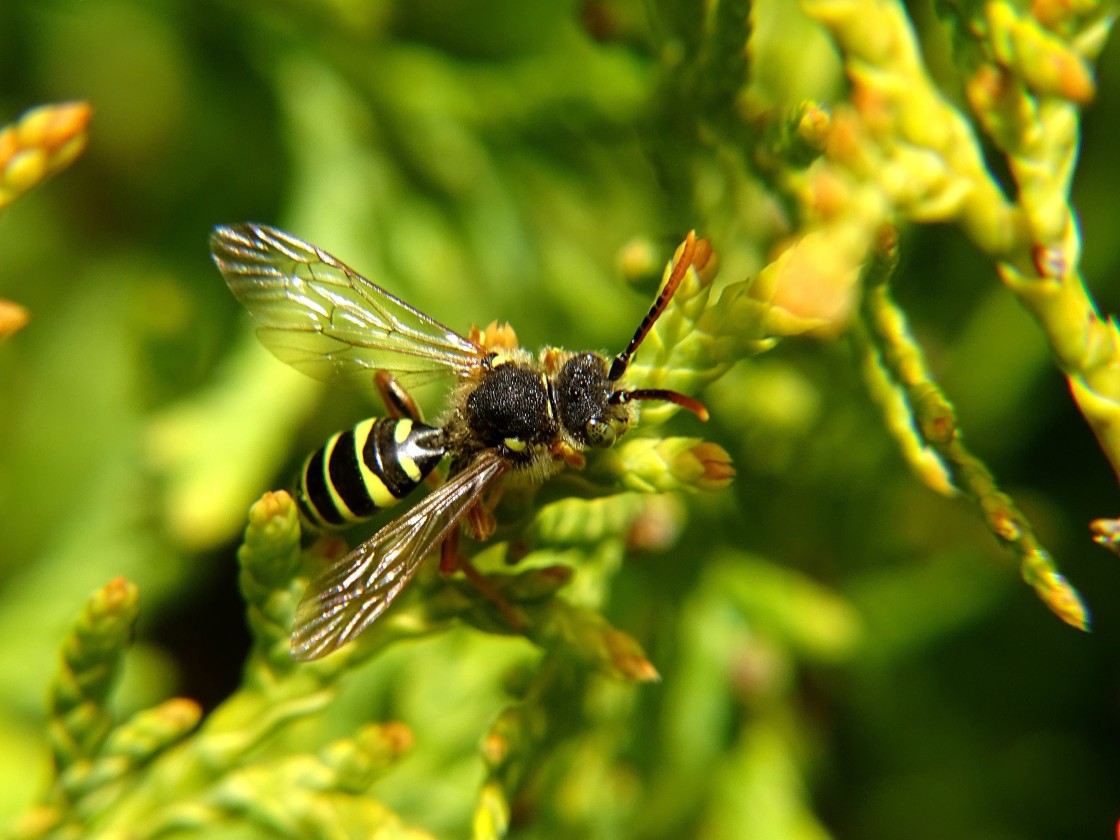 "Not a Wasp" stock image