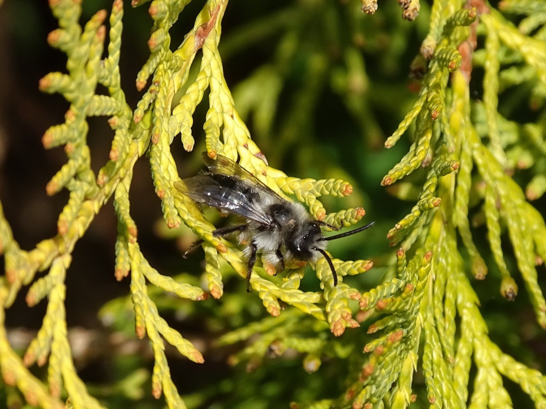 "Mini-Bee" stock image