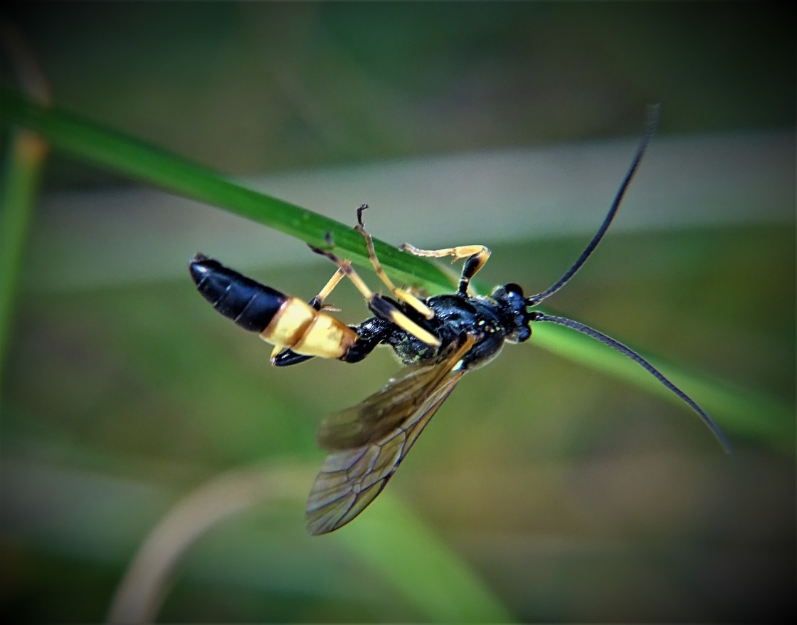 "Acrobatic Ichneumon Wasp" stock image