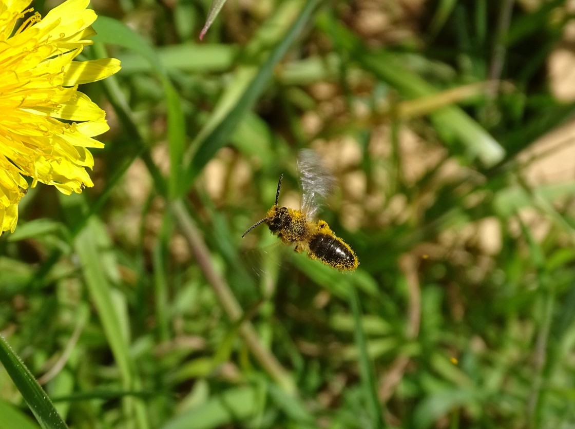 "Pollen hunter" stock image