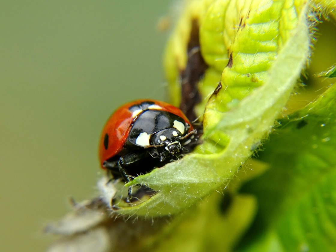 "Ladybird close-up" stock image