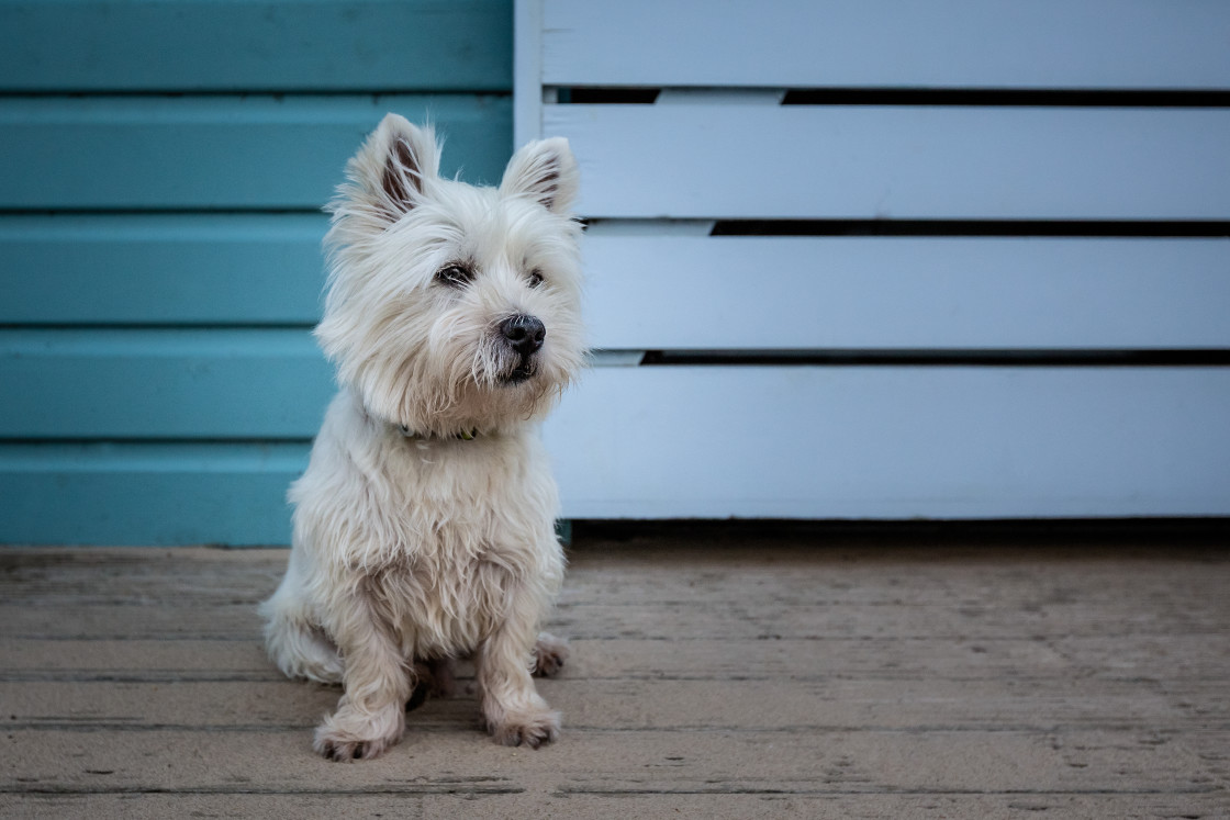 "West Highland white Terrier" stock image