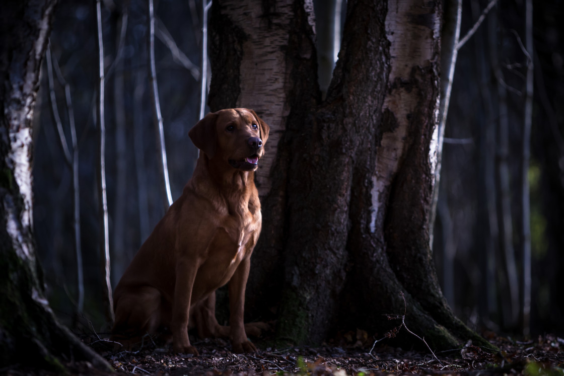 "Out of the Shadows" stock image