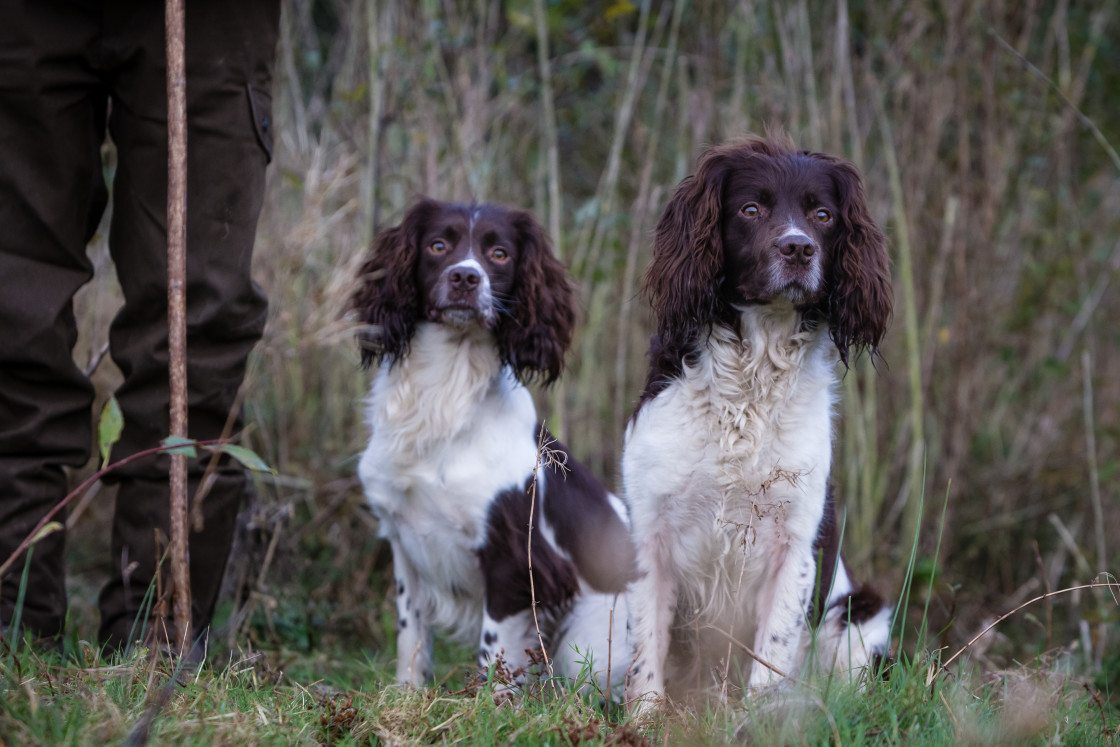 "English Springer Spaniels" by Tom Lowe - $36.94 "English Springer Spaniels" stock image