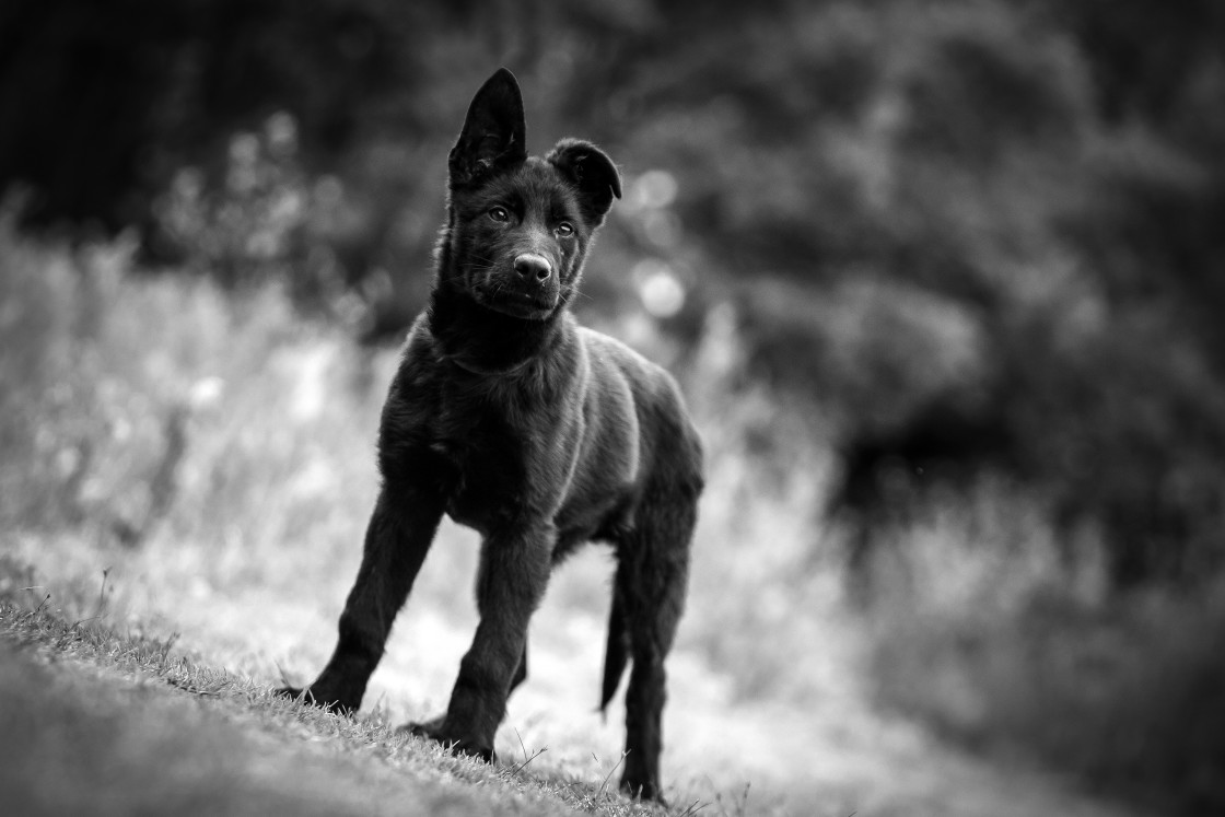 "Black German Shepherd Puppy" stock image