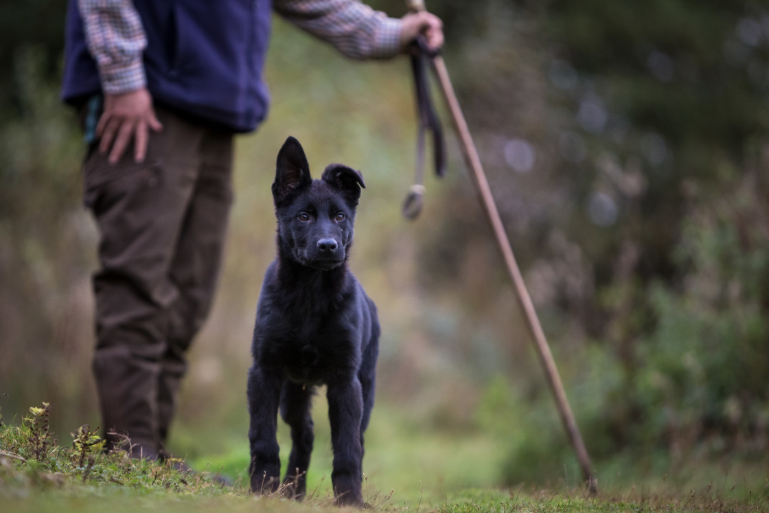 "Black German Shepherd Puppy" stock image