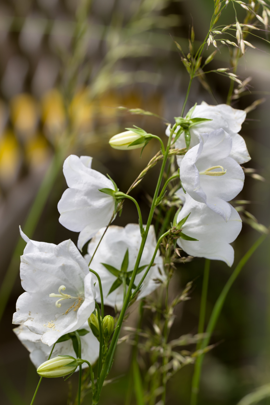 "White Harebell Flowers" stock image