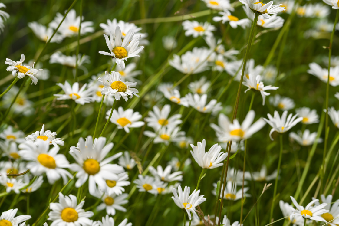 "Oxeye Daisy Flowers" by Gordon England - $12.70 "Oxeye Daisy Flowers" stock image