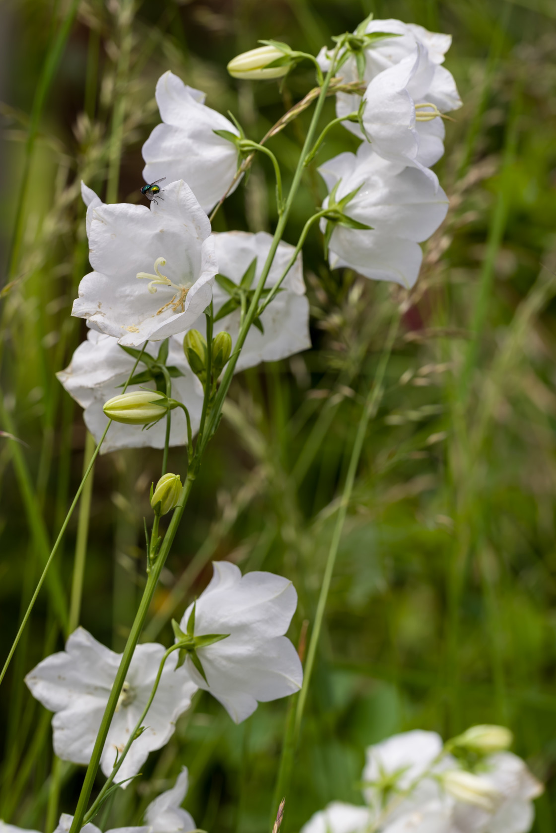 "White Harebell Flowers" by Gordon England - $12.71 "White Harebell Flowers" stock image