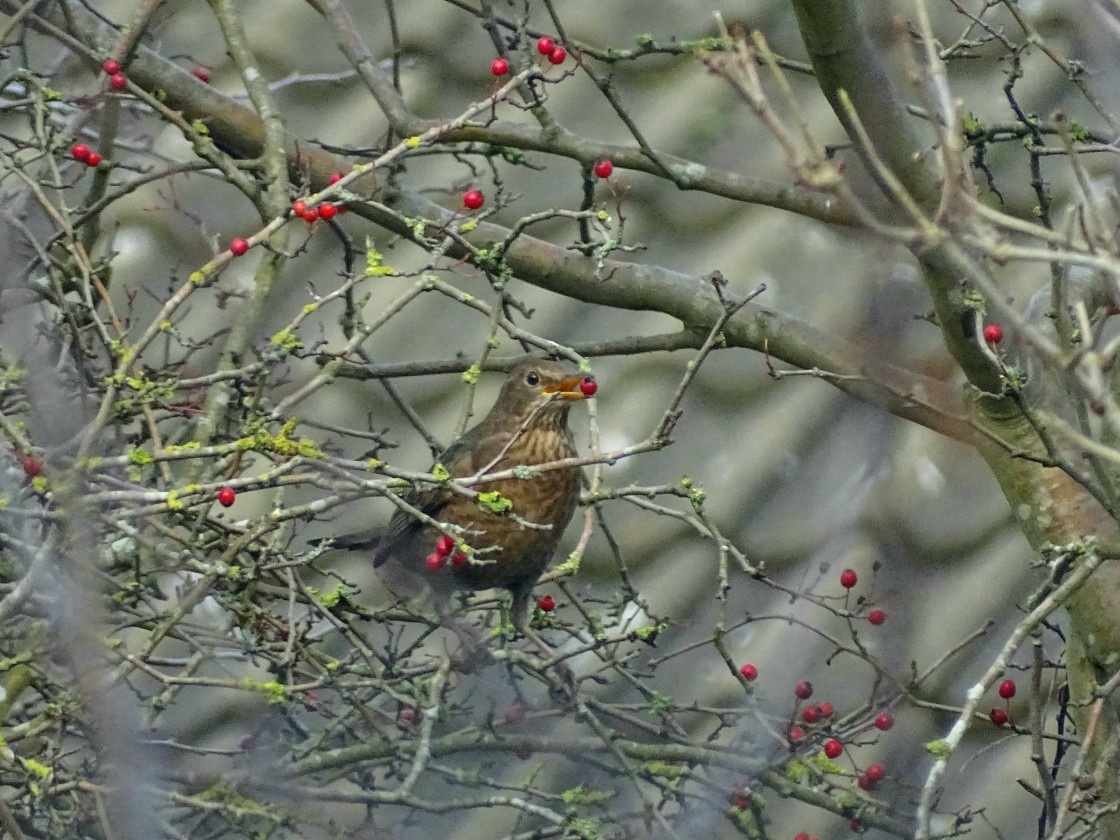 "Blackbird with berries" stock image