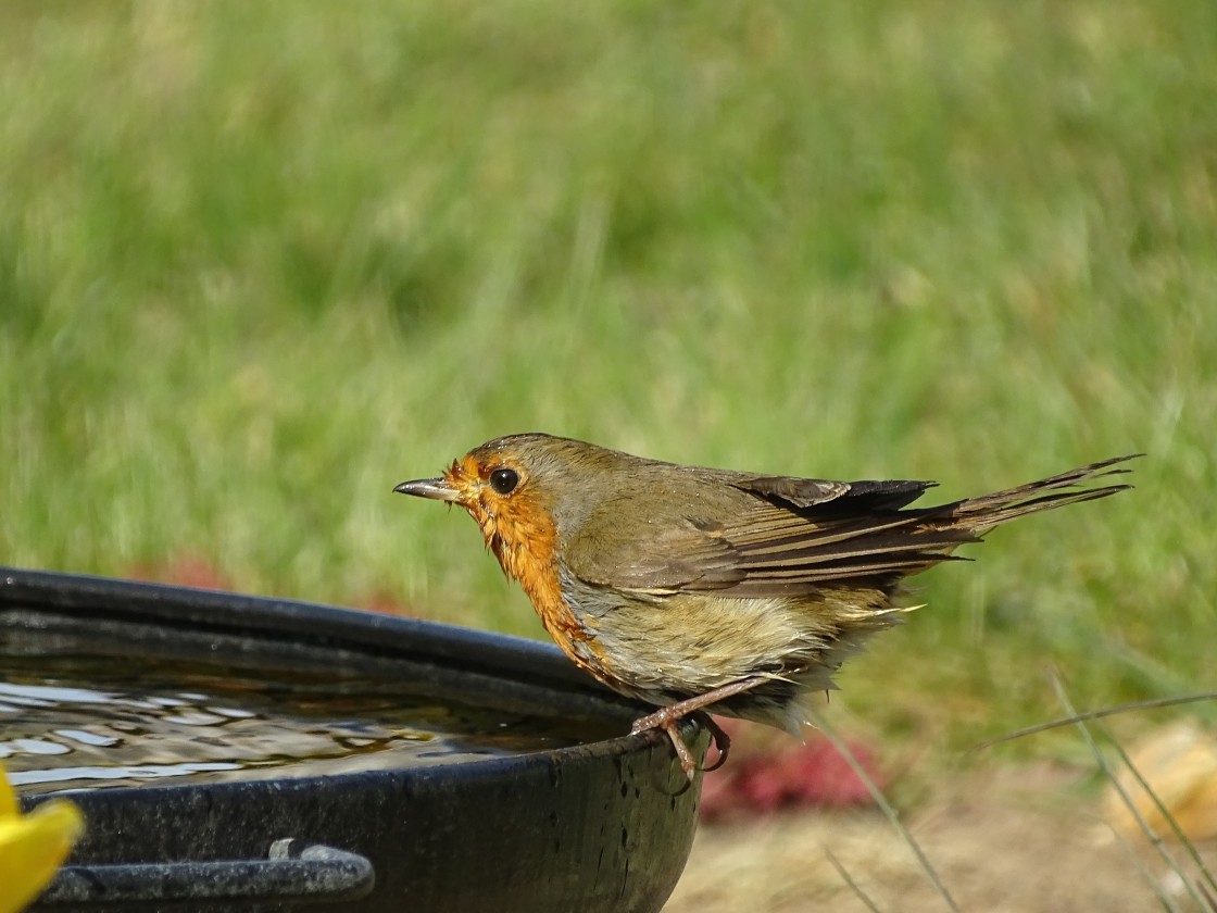 "Time for a quick dip" stock image