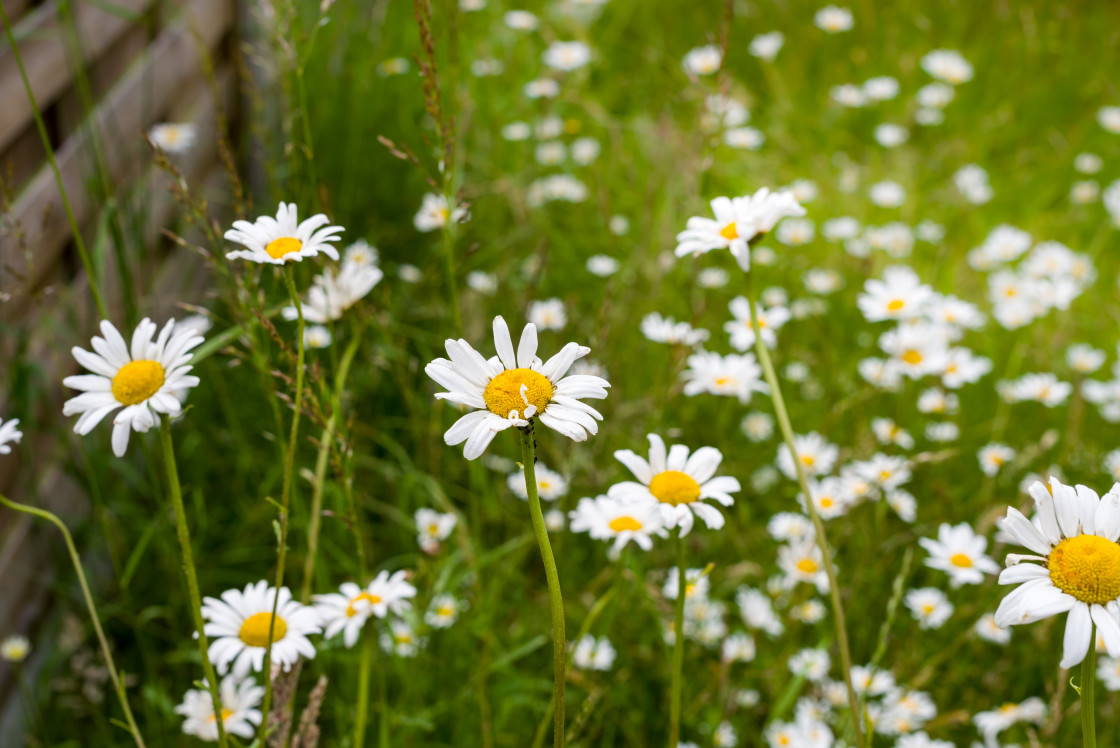"Oxeye Daisy Flowers" stock image
