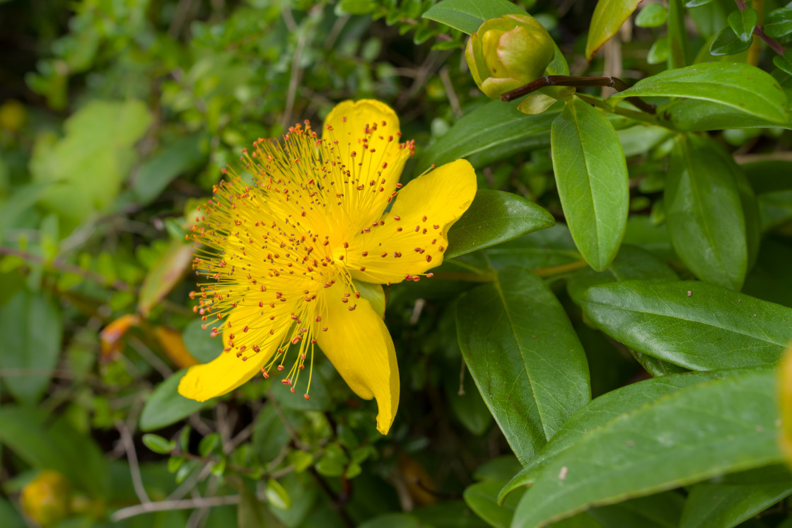 "St. John's Wort" stock image