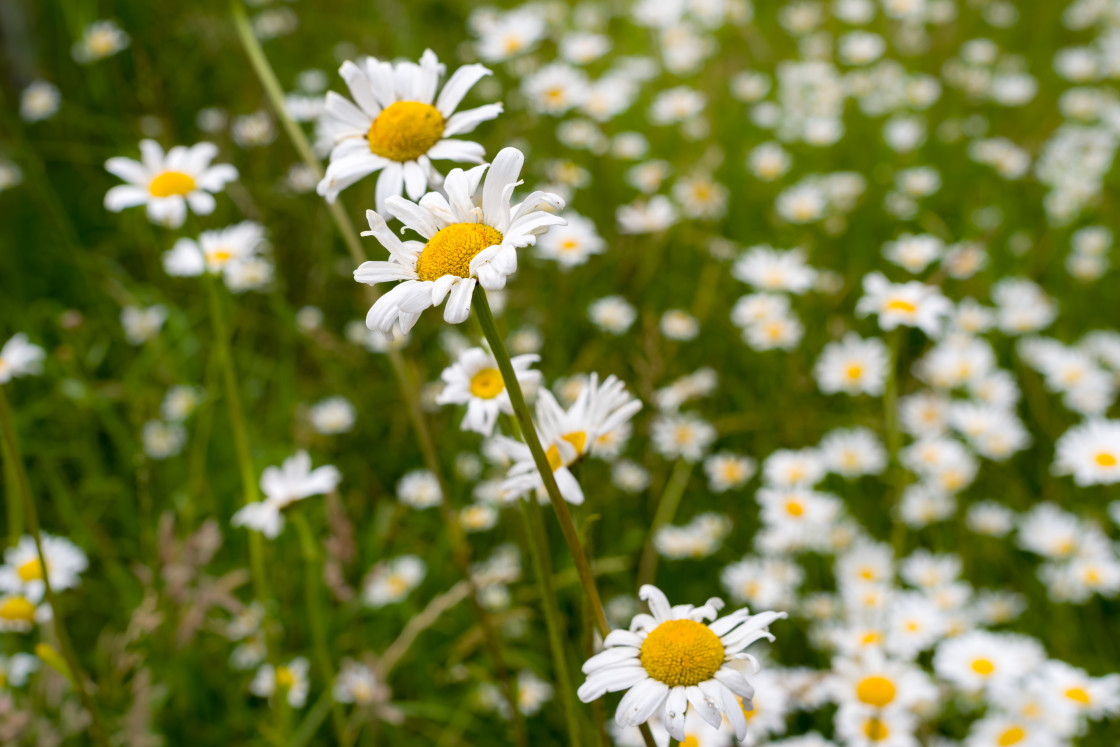 "Oxeye Daisy Flowers" by Gordon England - $12.70 "Oxeye Daisy Flowers" stock image