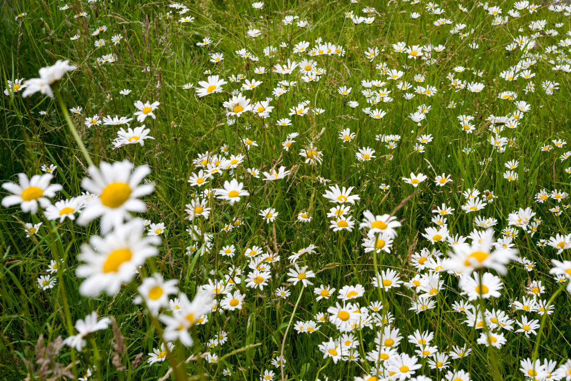 "Oxeye Daisy Flowers" by Gordon England - $12.71 "Oxeye Daisy Flowers" stock image
