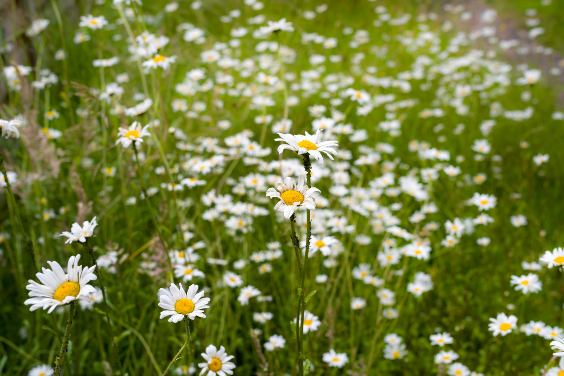 "Oxeye Daisy Flowers" by Gordon England - $12.55 "Oxeye Daisy Flowers" stock image