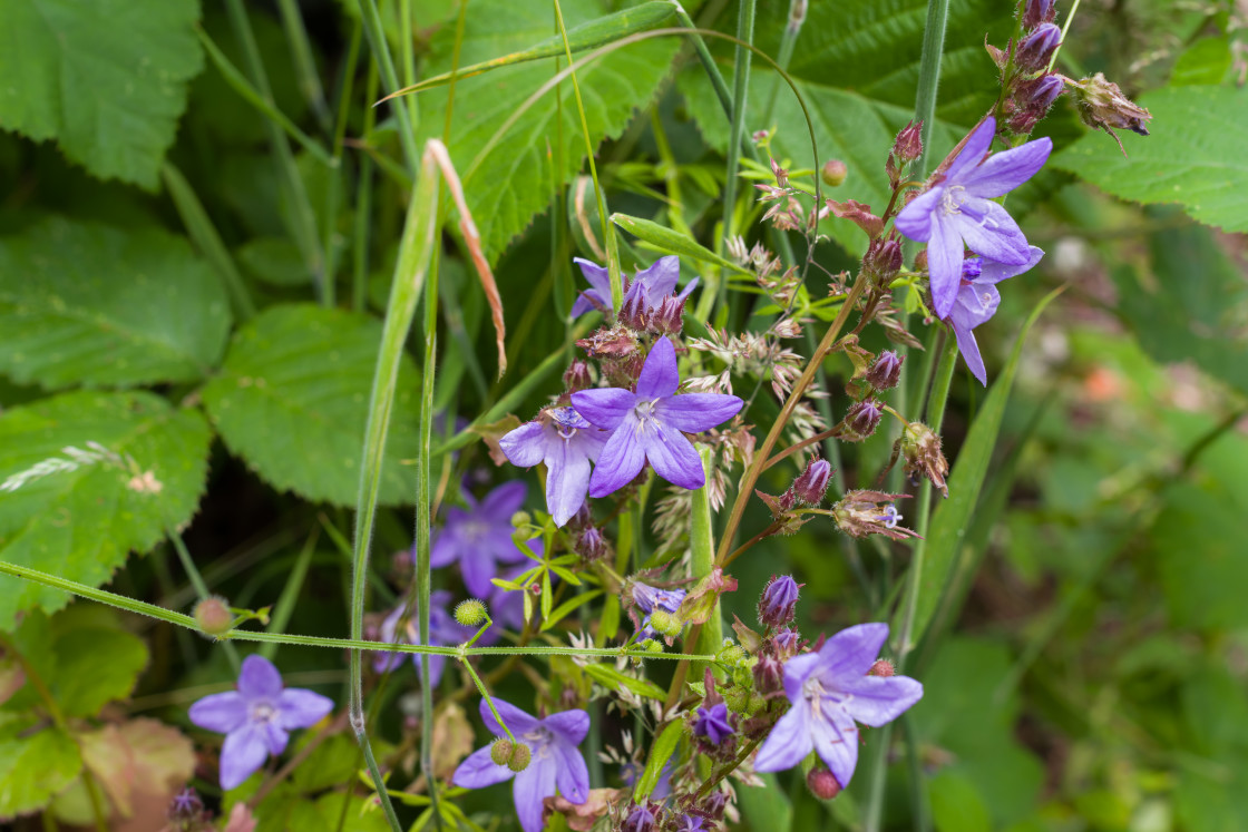 "Trailing Bellflower" stock image