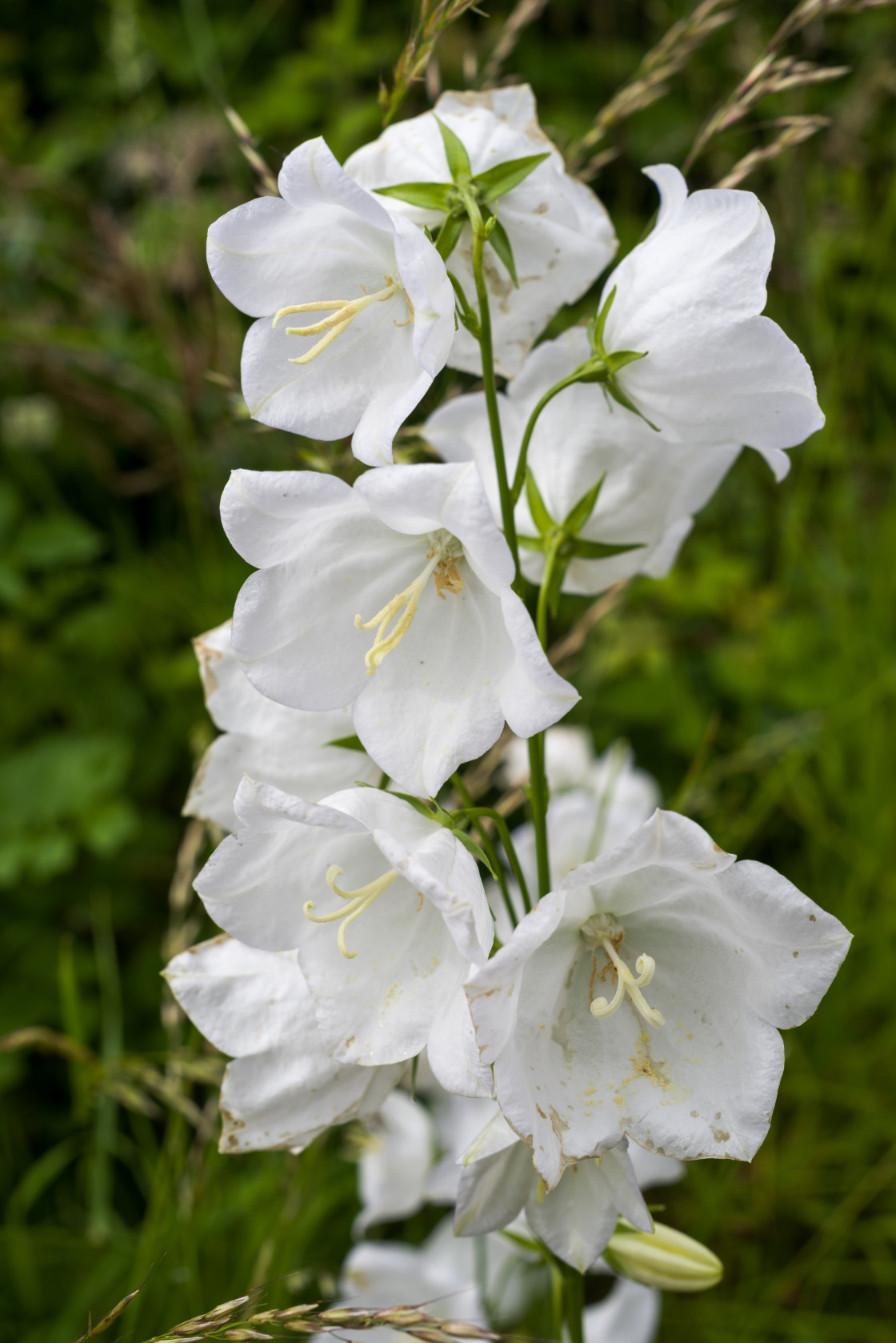 "White Harebell Flowers" stock image