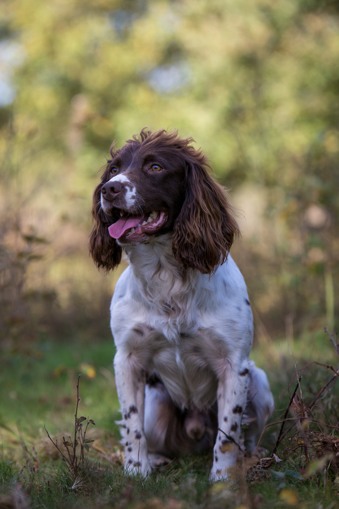 "Springer Spaniel" stock image