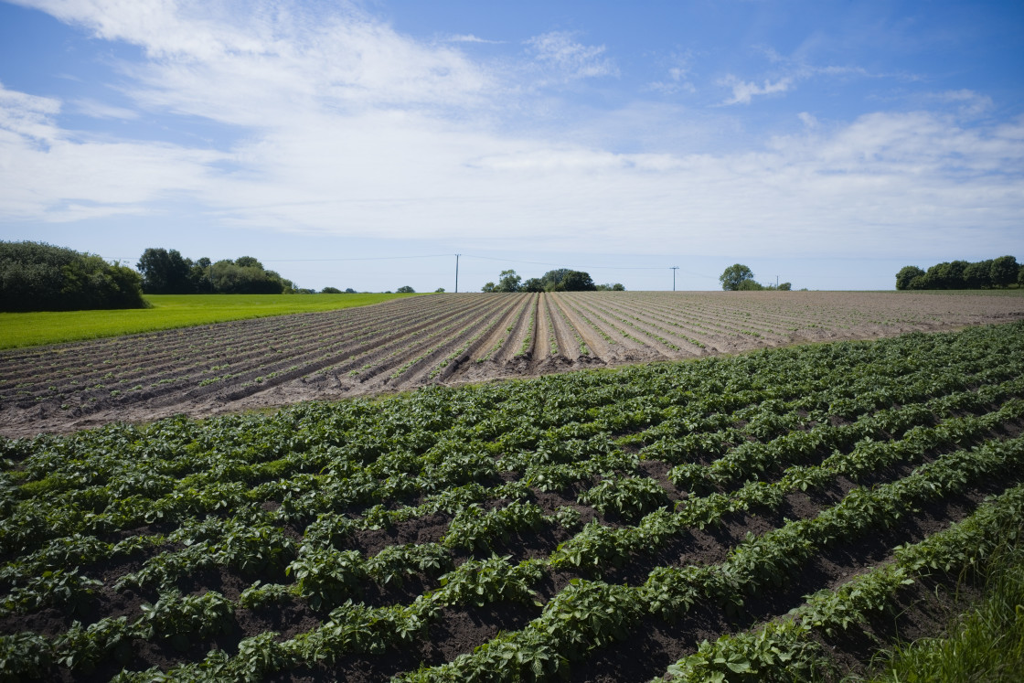 "A field of pototoes" stock image