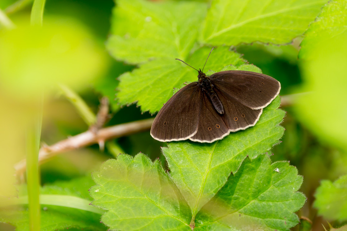 "Ringlet Butterfly" stock image